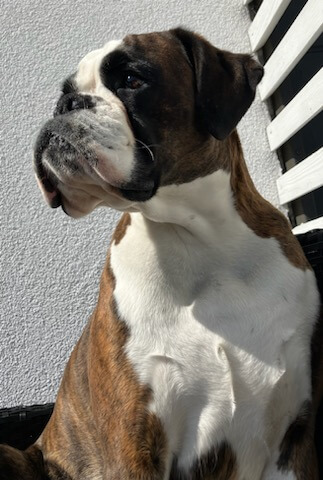 Koira istuu