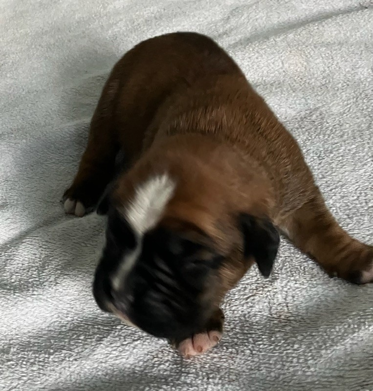 Pentu