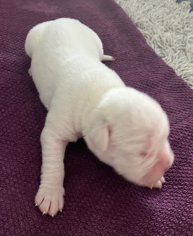 Pentu