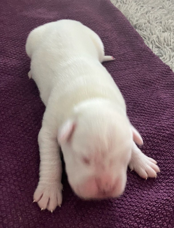 Pentu